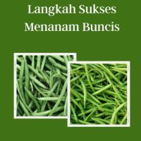 Langkah Sukses Menanam Buncis