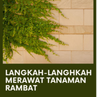 Langkah-langhkah Merawat Tanaman Rambat