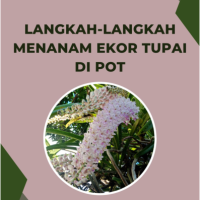 Langkah-langkah Menanam Ekor Tupai di Pot
