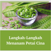 Langkah-Langkah Menanam Petai Cina