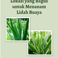 Lokasi yang Bagus untuk Menanam Lidah Buaya