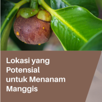 Lokasi yang Potensial untuk Menanam Manggis
