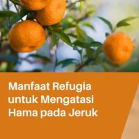 Manfaat Refugia untuk Mengatasi Hama pada Jeruk