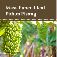 Masa Panen Ideal Pohon Pisang