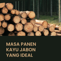 Masa Panen Kayu Jabon yang Ideal