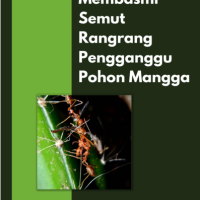 Membasmi Semut Rangrang Pengganggu Pohon Mangga
