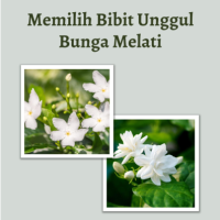 Memilih Bibit Unggul Bunga Melati
