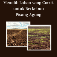 Memilih Lahan yang Cocok untuk Berkebun Pisang Agung