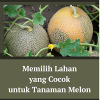Memilih Lahan yang Cocok untuk Tanaman Melon