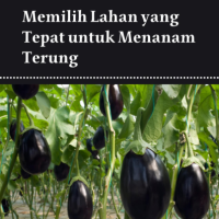 Memilih Lahanyang Tepat untuk Menanam Terung