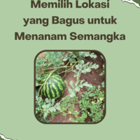 Memilih Lokasi yang Bagus untuk Menanam Semangka