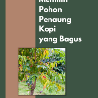 Memilih Pohon Penaung Kopi yang Bagus