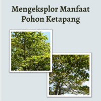 Mengeksplor Manfaat Pohon Ketapang