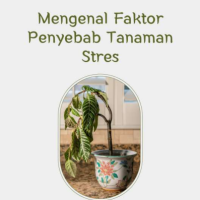 Mengenal Faktor Penyebab Tanaman Stres