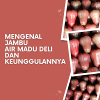 Mengenal Jambu Air Madu Deli dan Keunggulannya