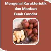 Mengenal Karakteristik dan Manfaat Buah Condet