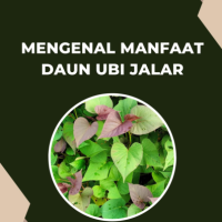 Mengenal Manfaat Daun Ubi Jalar