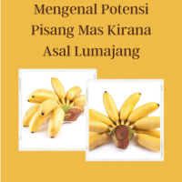 Mengenal Potensi Pisang Mas Kirana Asal Lumajang