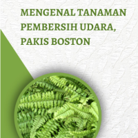 Mengenal Tanaman Pembersih Udara, Pakis Boston