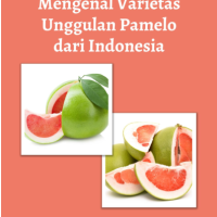 Mengenal Varietas Unggulan Pamelo dari Indonesia