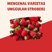 Mengenal Varietas Unggulan Stroberi