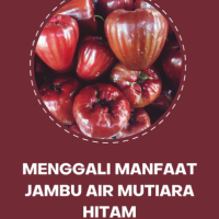 Menggali Manfaat Jambu Air Mutiara Hitam
