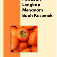 Panduan Lengkap Menanam Buah Kesemek