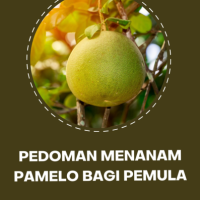 Pedoman Menanam Pamelo Bagi Pemula