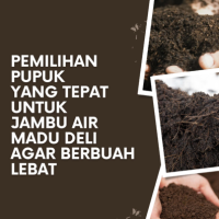 Pemilihan Pupuk yang Tepat untuk Jambu Air Madu Deli agar Berbuah Lebat