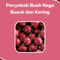 Penyebab Buah Naga Busuk dan Kering