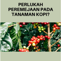 Perlukah Peremejaan Pada Tanaman Kopi?