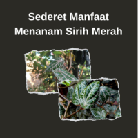 Sederet Manfaat Menanam Sirih Merah