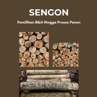 Sengon : Pemilihan Bibit Hingga Proses Panen