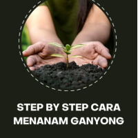 Step by Step Cara Menanam Ganyong