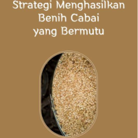 Strategi Menghasilkan Benih Cabai yang Bermutu