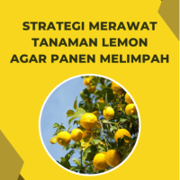 Strategi Merawat Tanaman Lemon agar Panen Melimpah