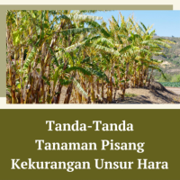 Tanda-Tanda Tanaman Pisang Kekurangan Unsur Hara