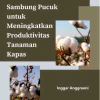 Teknik Sambung Pucuk untuk Meningkatkan Produktivitas Tanaman Kapas