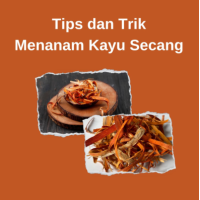 Tips dan Trik Menanam Kayu Secang