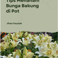 Tips Menanam Bunga Bakung di Pot
