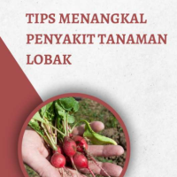 Tips Menangkal Penyakit Tanaman Lobak