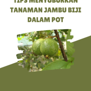 Tips Menyuburkan Tanaman Jambu Biji dalam Pot