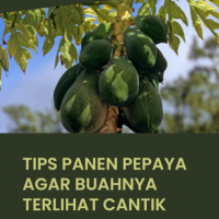 Tips Panen Pepaya agar Buahnya Terlihat Cantik