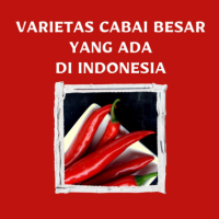 Varietas Cabai Besar yang Ada di Indonesia