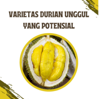 Varietas Durian Unggul yang Potensial