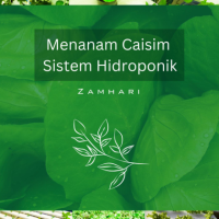 Menanam Caisim Sistem Hidroponik