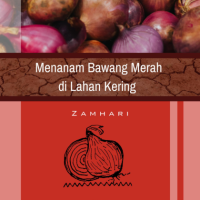 Menanam Bawang Merah di Lahan Kering
