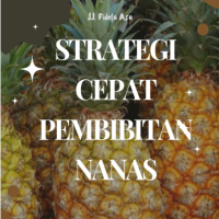 Strategi Cepat Pembibitan Nanas