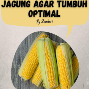 7 Syarat Menanam Jagung agar Tumbuh Optimal