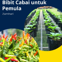 Panduan Menyemai Bibit Cabai untuk Pemula
